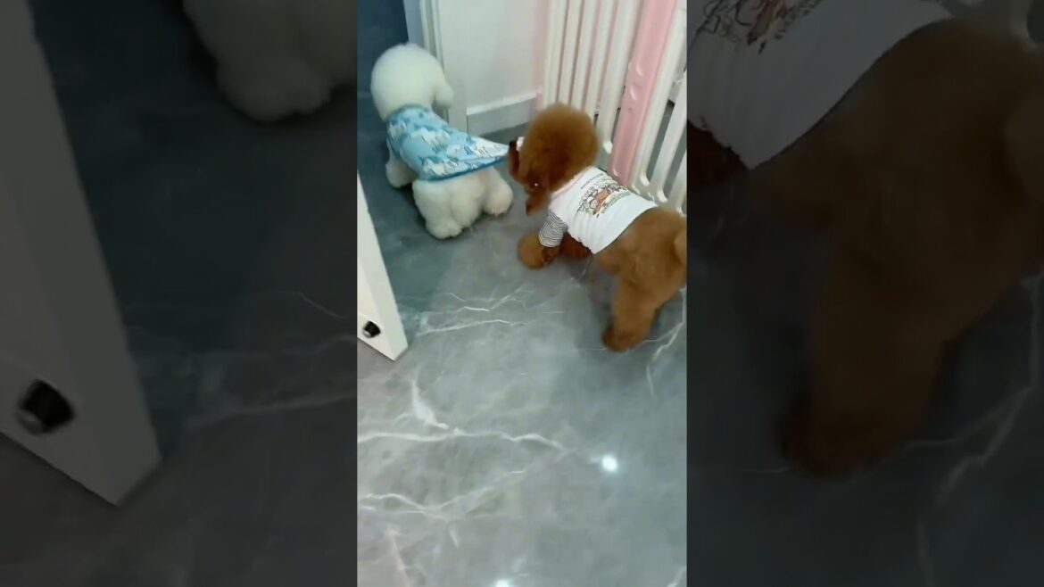 Cute puppy 🥰 and Mummy Funny 🤣 part 75 mini wood toy-wood working art skill /wood/handcraft /#shorts Cute puppy 🥰 and Mummy Funny 🤣 part 75 mini wood toy-wood working art skill /wood/handcraft /#shorts