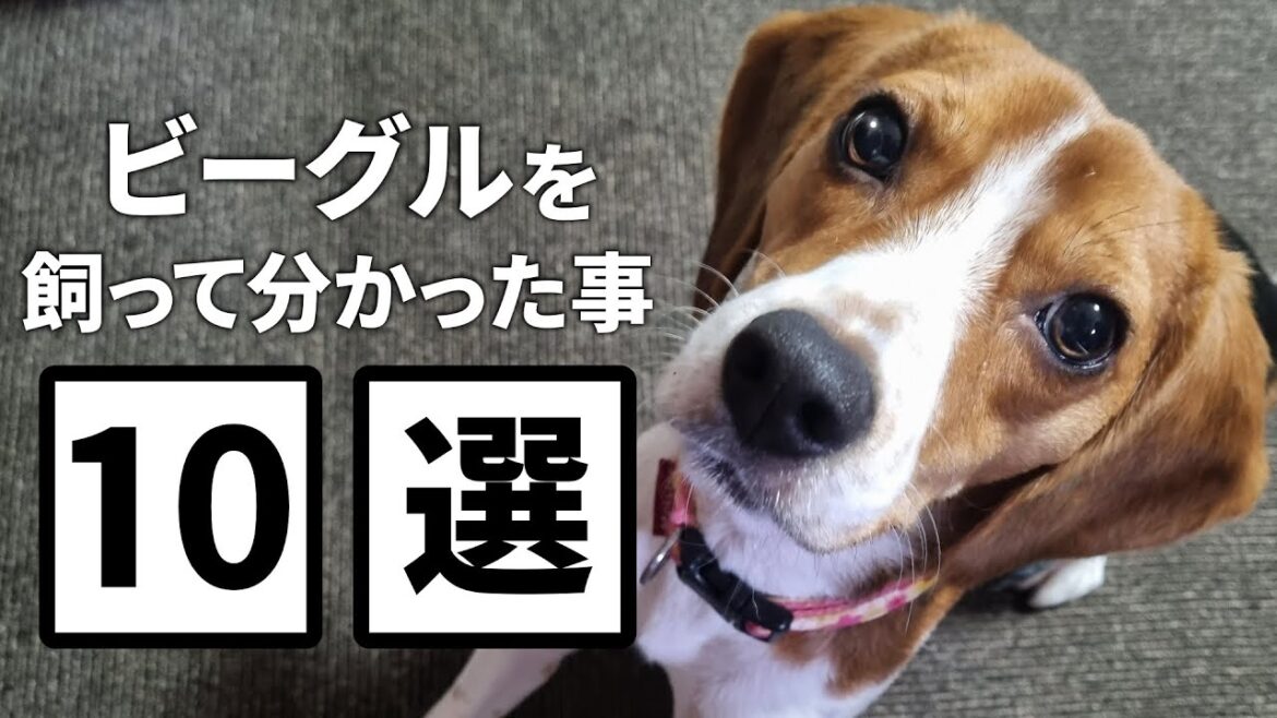 ビーグルってどんな犬？これを見たら必ずビーグルが飼いたくなる動画