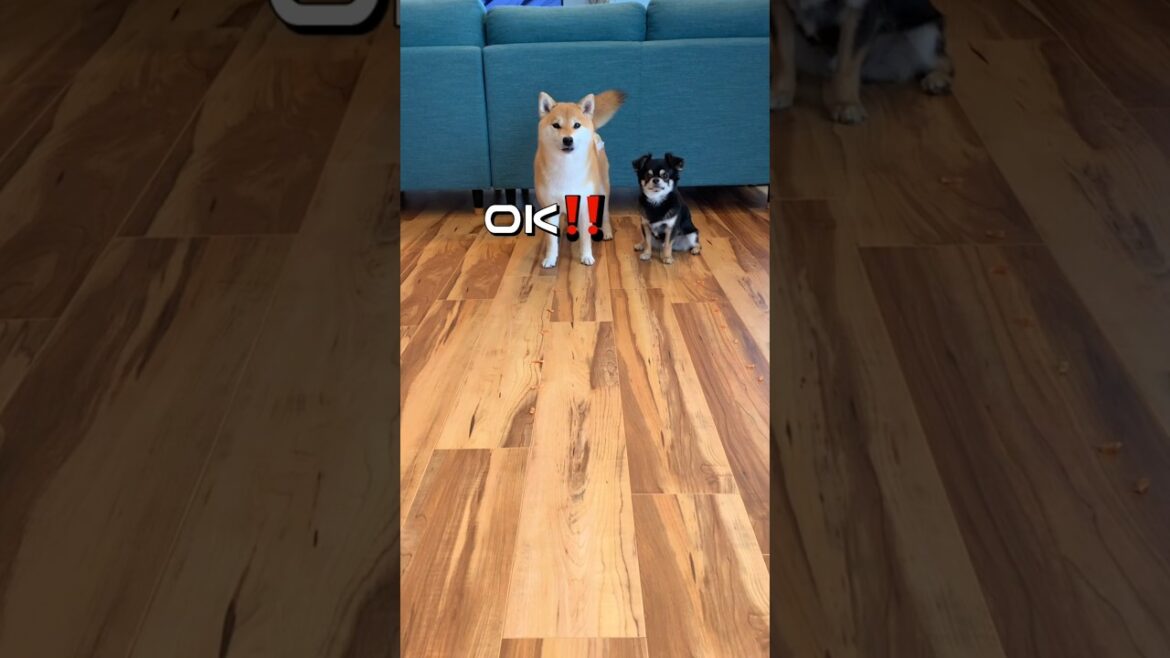 おやつレースに戸惑うポンとチビ😂#柴犬 #チワワ #shorts