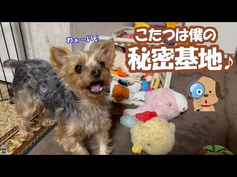 【ヨークシャーテリア】今年もこたつの季節になり大喜びのヨーキー♪【4年と61日目】【yorkshre terrier】 【ヨークシャーテリア】今年もこたつの季節になり大喜びのヨーキー♪【4年と61日目】【yorkshre terrier】