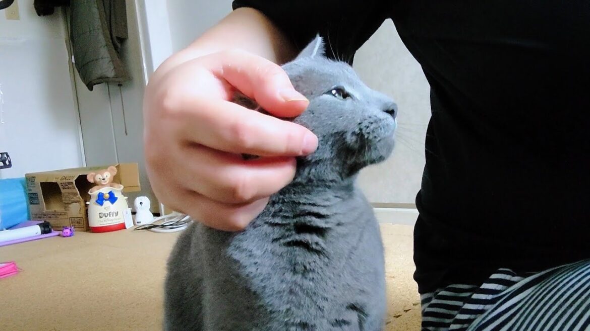 【猫動画】朝ごはんを食べる嫁の甘えるロシアンブルー【russianbule】Russian Blue pampers her owner as she eats breakfast