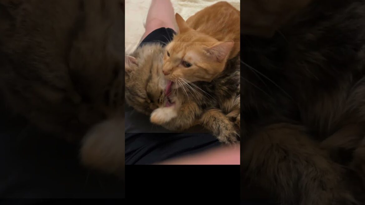 【多頭飼育崩壊レスキュー】まるで別猫⁉️ボロボロだった保護子猫の現在 #shorts 【多頭飼育崩壊レスキュー】まるで別猫⁉️ボロボロだった保護子猫の現在 #shorts