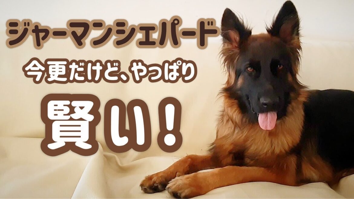 【ジャーマンシェパード】こんなに飼うのが楽しくなる犬種は他にありません🙂