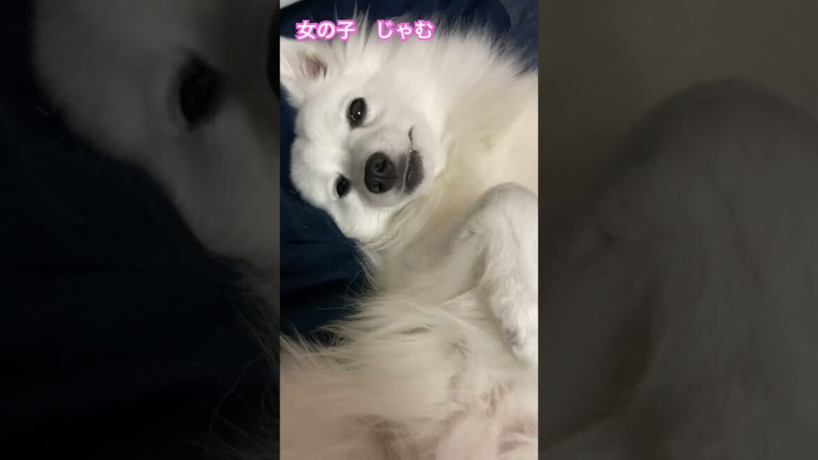 可愛くなりたい女子【日本スピッツじゃむはお年頃】#日本スピッツ  #犬のいる暮らし
