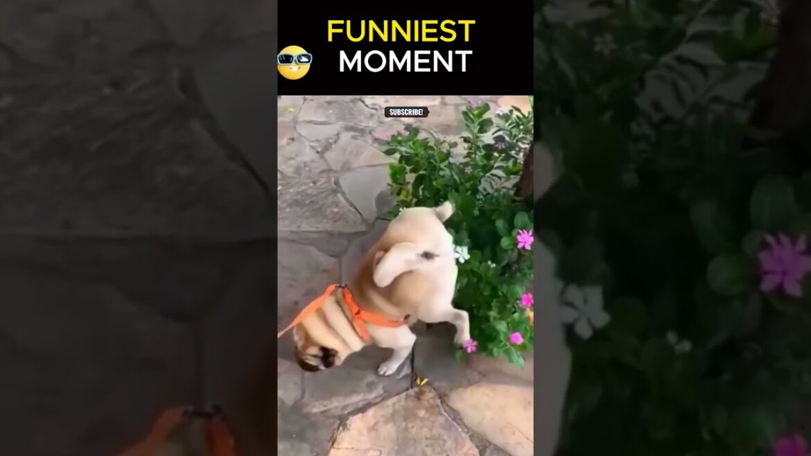 New Funny Videos 2023 😍 Cutest Cats and Dogs 🐱🐶 | #shorts