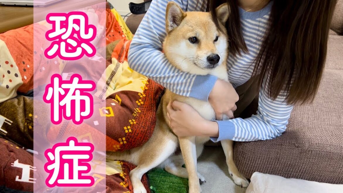 雷にトラウマを抱えた柴犬は風の音さえ怖くなりママに助けを求める…