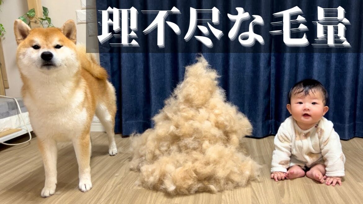 過去最高に抜けた！その体のどこに大量の毛を隠し持ってた？！