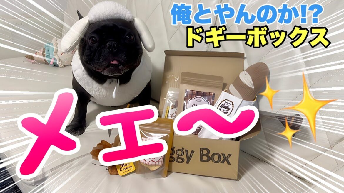 【今宵ミラクルが起こる】月イチやってくるアイツと羊コスプレ犬の不毛なる戦いで起こった奇跡の夜【フレンチブルドッグ】