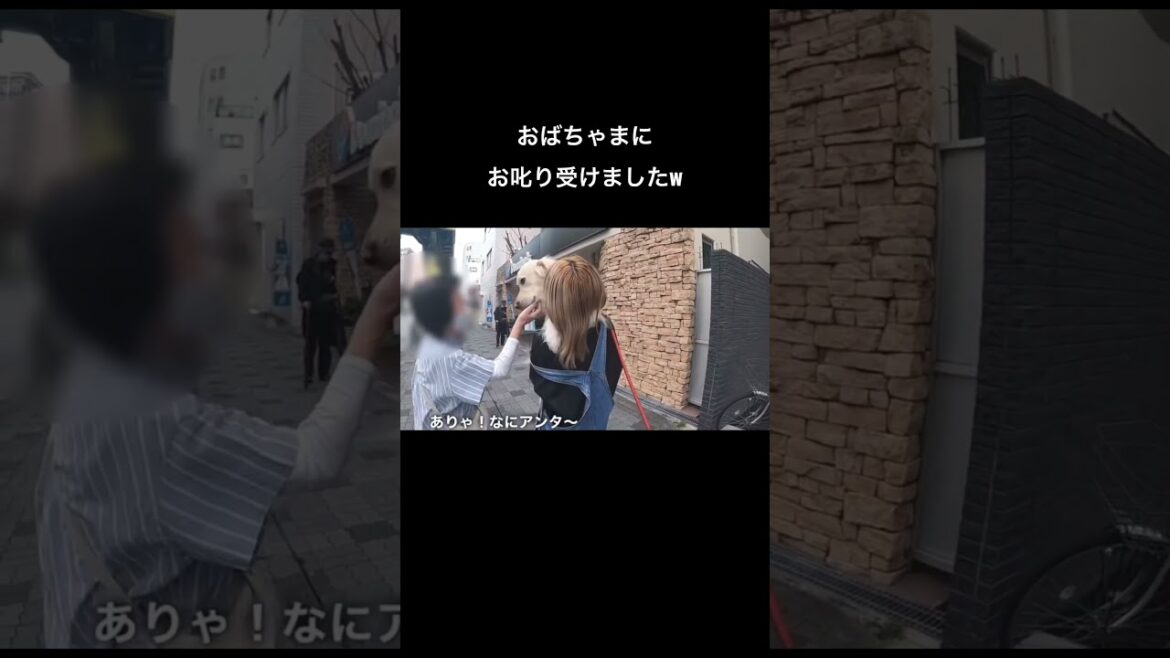 人間の子供の様なお叱り受ける大型犬w英国ゴールデンレトリバー