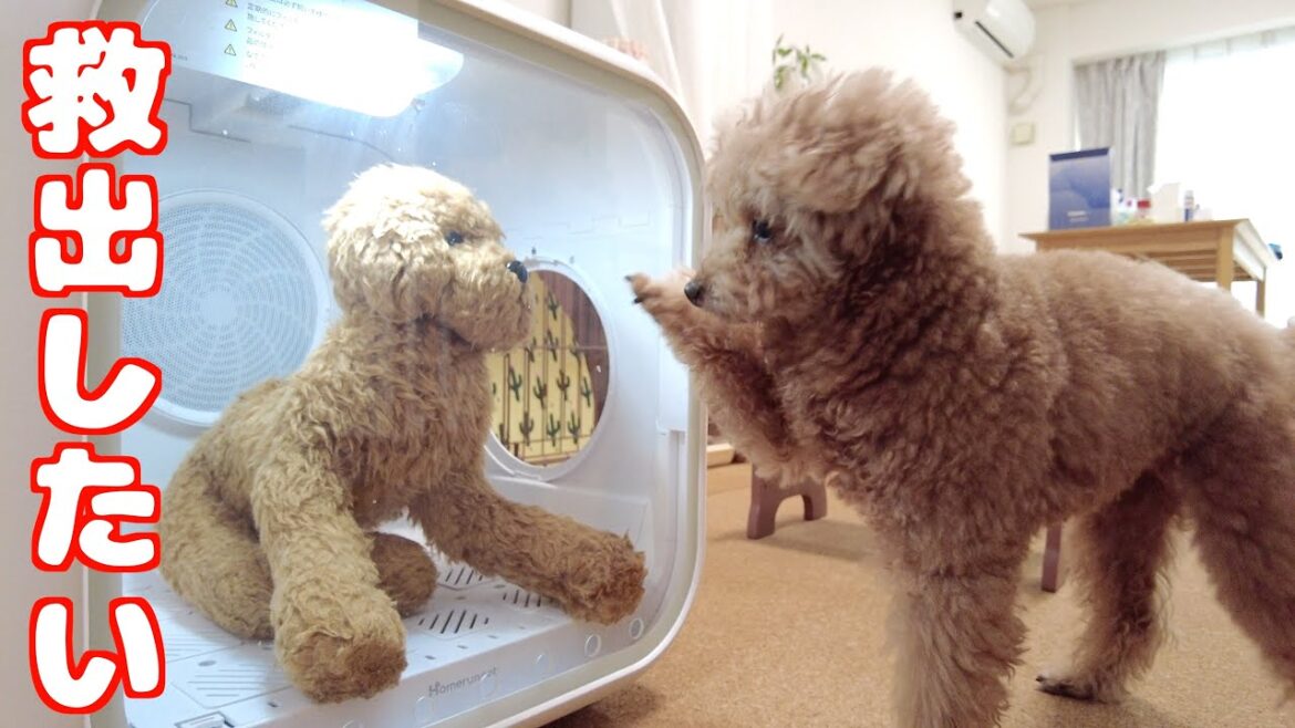 洗濯された親友を救出したい愛犬の行動が健気で可愛すぎました