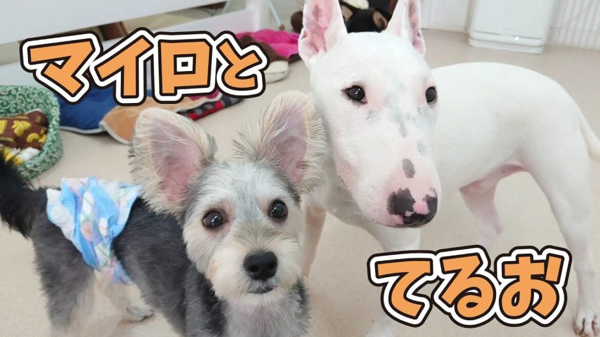 マイロとてるお 🐶ひみつきちなう！②🐶 (ミックス犬,ミニチュアブルテリア) 2019年7月2日