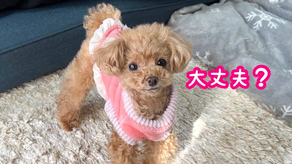 【ご報告】目の手術をしました【ICL】【トイプードルのコロン】