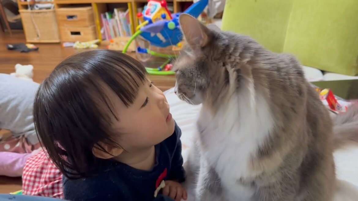 2歳児からの頻繁のヨシヨシを許す猫　ノルウェージャンフォレストキャットA cat that allows a 2-year-old to pet him frequently. Norwegian.