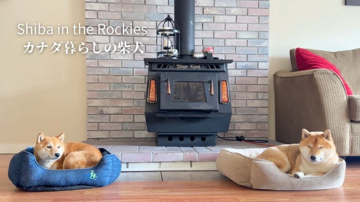 初めて泊まるエアビーでも我が家のようにくつろぐ柴犬たち【秋のオカナガン旅行:後編】 初めて泊まるエアビーでも我が家のようにくつろぐ柴犬たち【秋のオカナガン旅行:後編】