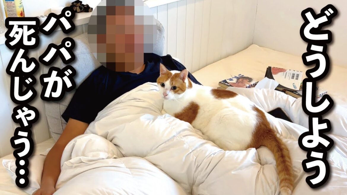 【甘えんぼ猫】パパの高熱が下がらない…心配で見守り続ける猫