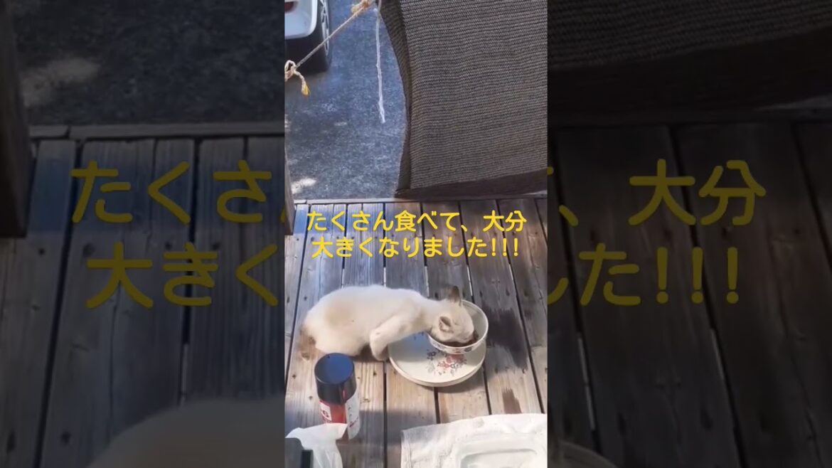 家に招き入れる前のシャム子ちゃん。　@katsuya52120102