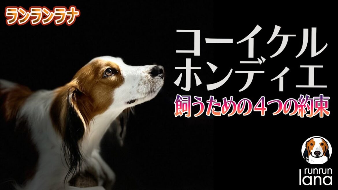 #95 コーイケルホンディエを飼うための４つの約束