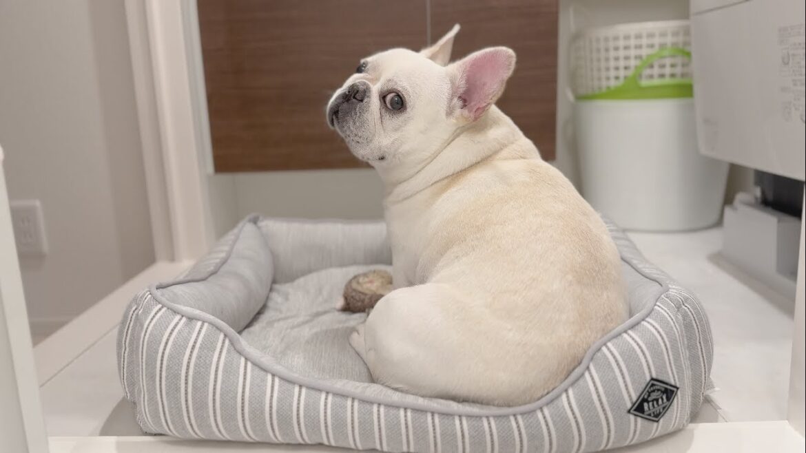 ママのお風呂を待ち続ける忠犬がかわいすぎる【フレンチブルドッグ frenchbulldog】