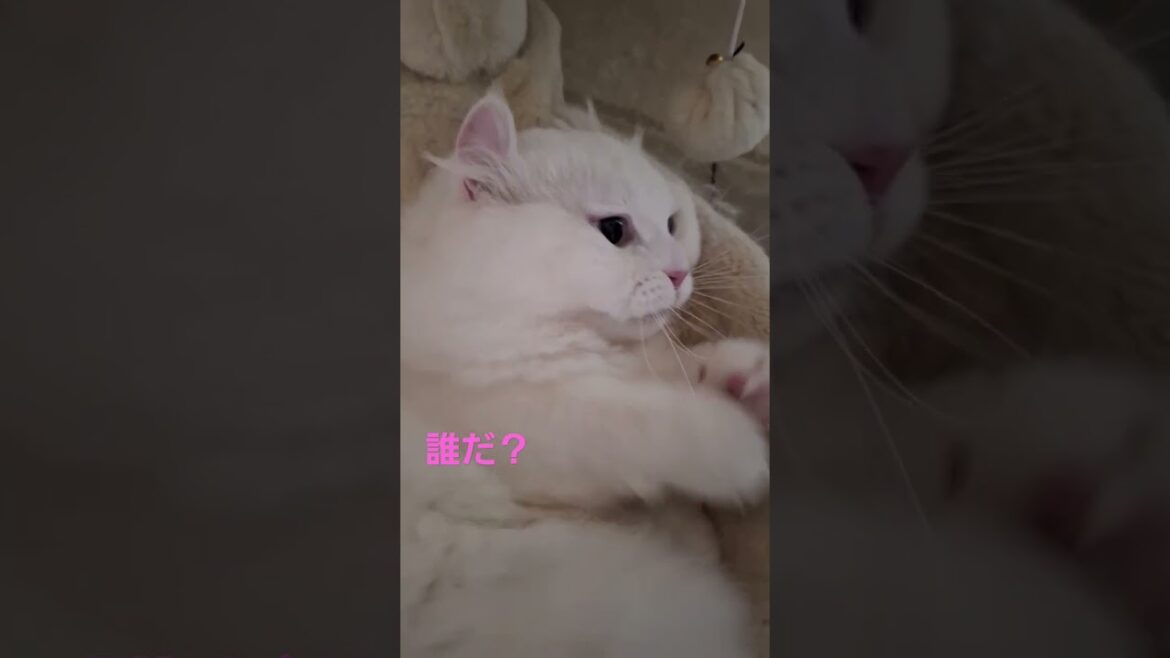 【オッドアイ幸せを呼ぶ猫】お友達を警戒するラビちゃん#猫#cat#白猫#キンカロー#shorts