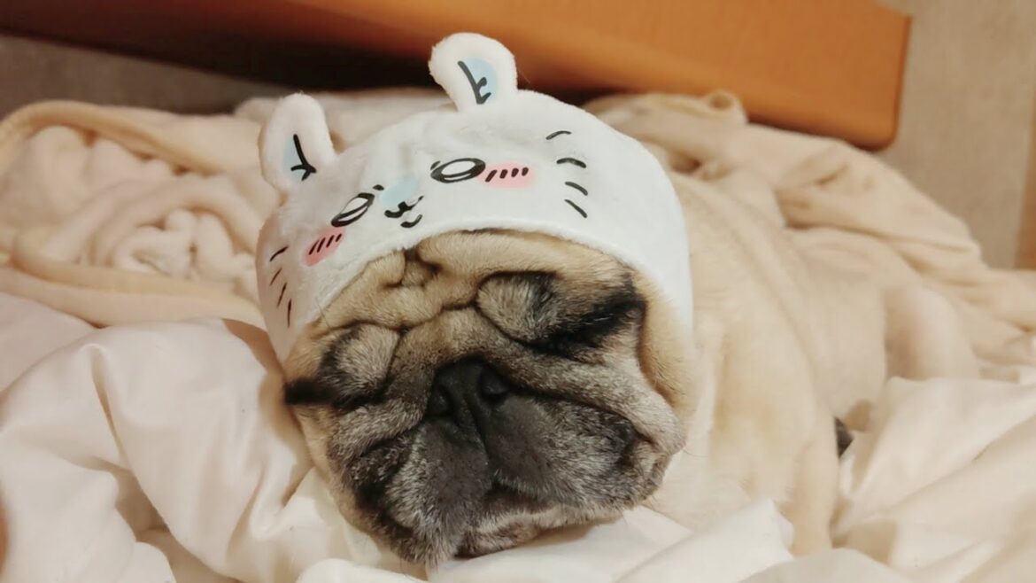 【生配信】パグの親子ゲンカ勃発…キャンピングカーから初めてのスマホ配信