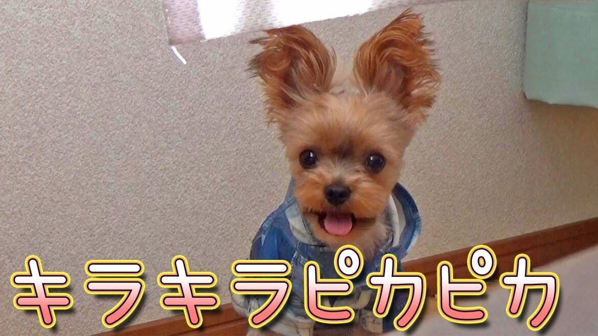 【ヨークシャテリア】風に吹かれて気持ち良いヨークシャテリア【Yorkshire Terrier】