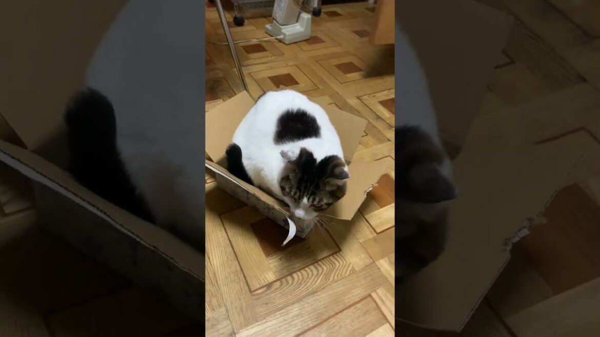 I see box i sit #shorts #short #funny #cat #cute #japan #かわいい  #猫 #ねこ