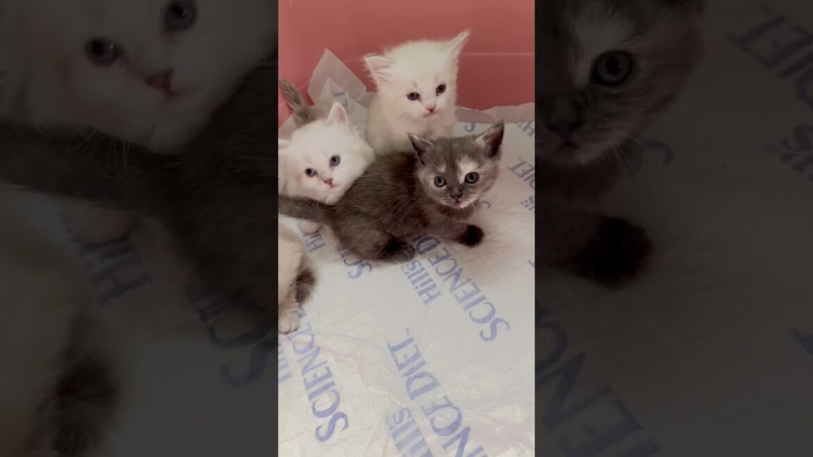 ミヌエット兄妹🩷 【お問合せ詳細は説明欄に記載あります】 #スクーカム #ブリーダー直販 #マンチカン #ミヌエット #ラパーマ #子猫 #子猫販売 #猫 #猫のいる暮らし #猫動画 ミヌエット兄妹🩷 【お問合せ詳細は説明欄に記載あります】 #スクーカム #ブリーダー直販 #マンチカン #ミヌエット #ラパーマ #子猫 #子猫販売 #猫 #猫のいる暮らし #猫動画