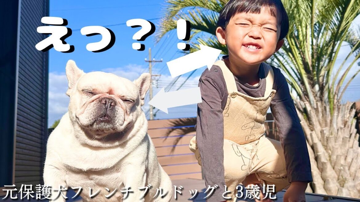 顔がびっくりするほど似てきたフレンチブルドッグと3歳児