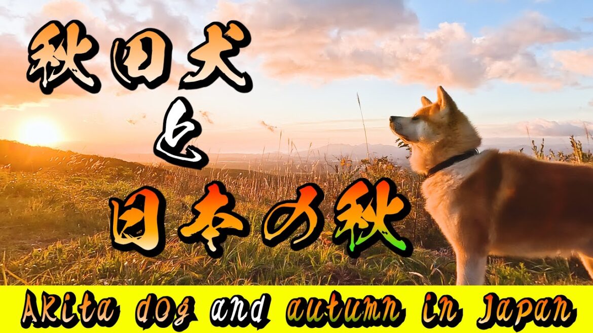 【びしゃもん】『秋田犬と日本の秋🍁』★本編★ 2023 "Akita dog and autumn in Japan"　ver.1