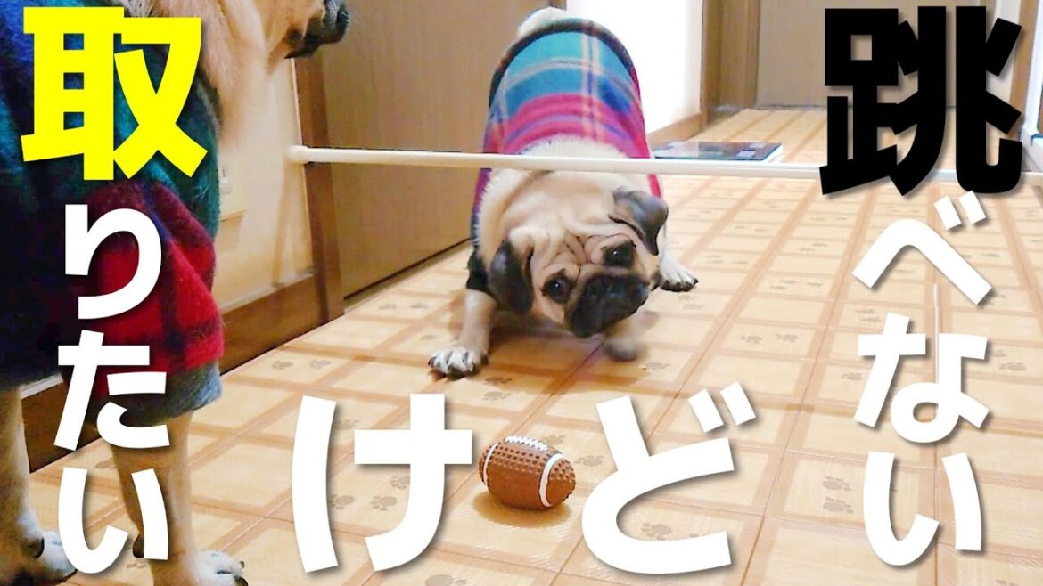 どうしてもボールを取りたいパグの攻略方法が可愛すぎる！｜パグのぺろぽん兄弟pug犬｜