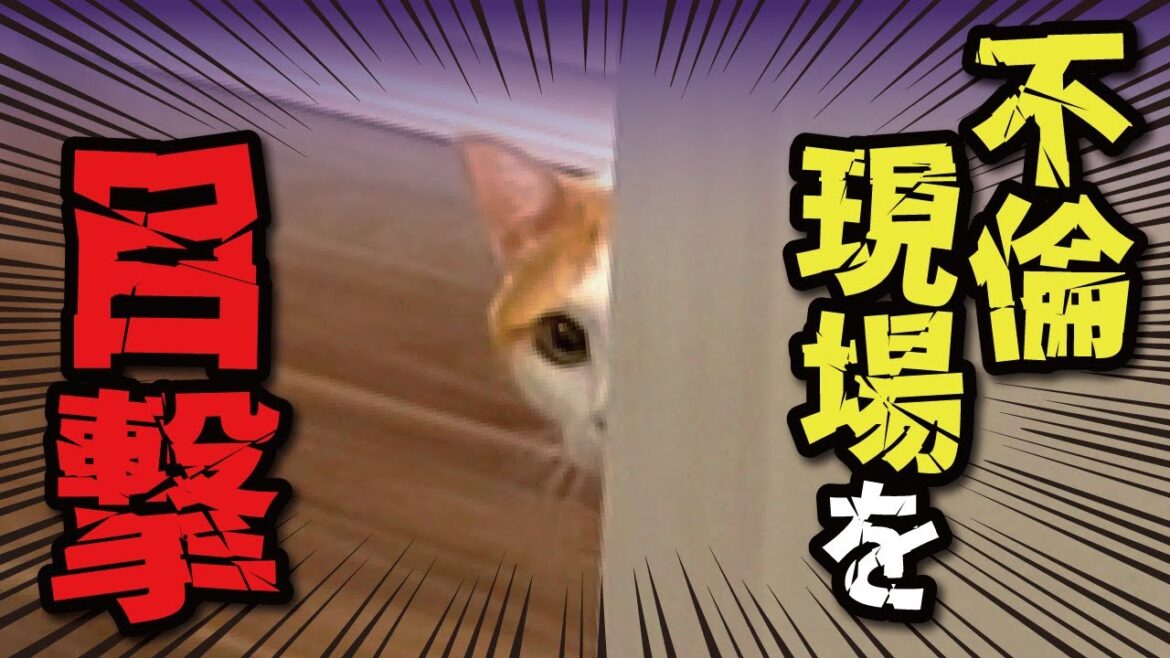 先住猫にとんでもない所を見られてしまいました【関西弁でしゃべる猫】【猫アテレコ】