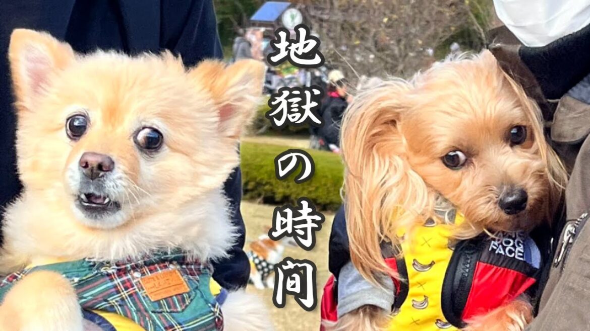 【オフ会】犬見知りの愛犬が初めてオフ会に参加した結果、大パニックで大変なことになりました…