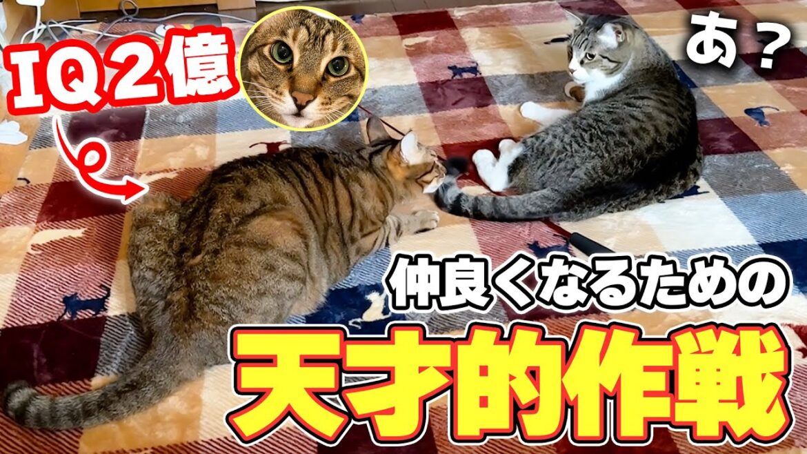 【大失敗】自分を嫌ってる猫と仲直りしたい猫が考えた仲直り作戦が天才的すぎましたwww 【大失敗】自分を嫌ってる猫と仲直りしたい猫が考えた仲直り作戦が天才的すぎましたwww