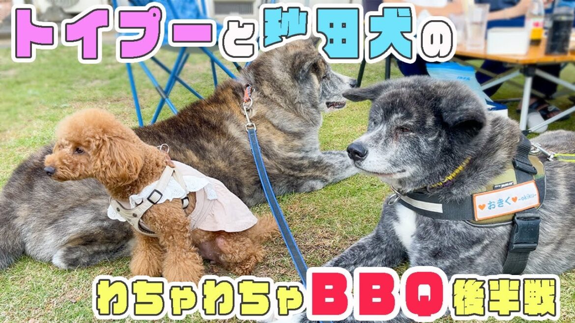 個性爆発する秋田犬＆トイプー達♪わちゃわちゃBBQ後半戦【秋田犬】【大型犬】【akita dog】