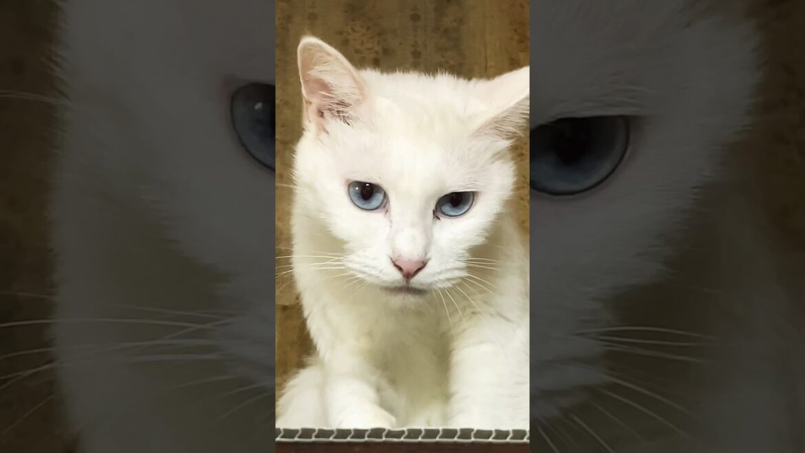 ジト目の白猫ミディちゃん