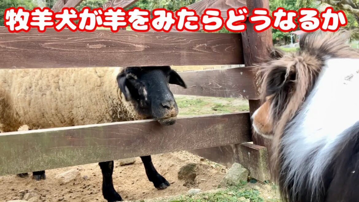 牧羊犬が羊をみたらどうなるか?【愛犬シェルティ_vlog】 牧羊犬が羊をみたらどうなるか?【愛犬シェルティ_vlog】