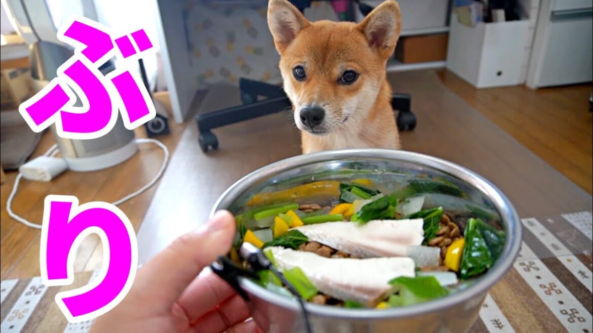 「むむ？これは美味い！」確認するようにお初のぶりをいただく柴犬　小夏１歳　Kohafarm
