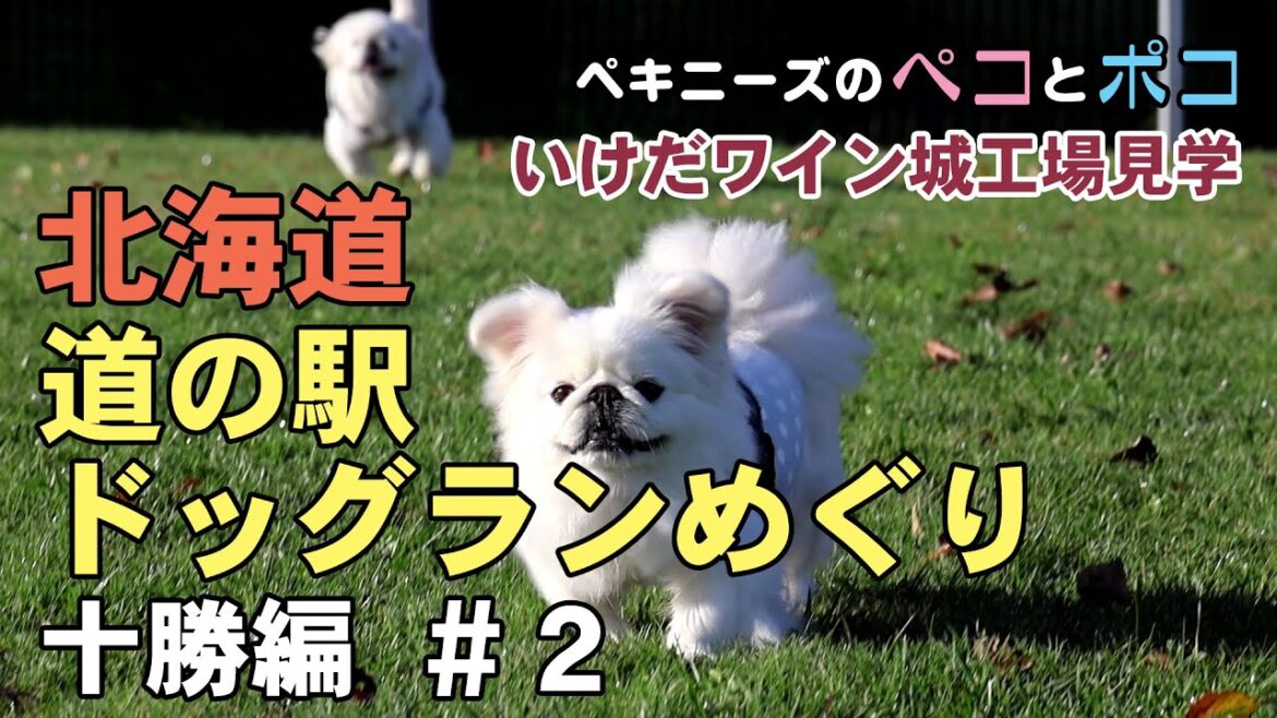 ペキニーズ(犬)ペコ 6歳・ポコ 5歳★北海道 道の駅ドッグランめぐりの旅2023 十勝編 #2 ペキニーズ(犬)ペコ 6歳・ポコ 5歳★北海道 道の駅ドッグランめぐりの旅2023 十勝編 #2