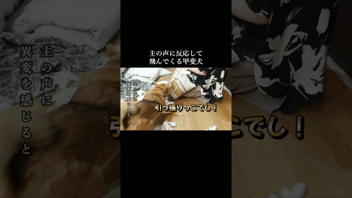 主の声に反応して飛んでくる甲斐犬先輩 #柴犬 #甲斐犬 #youtubeshorts