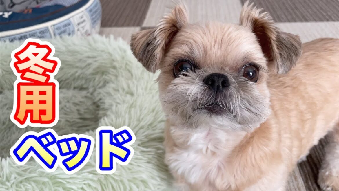 春夏用ベッドから冬用ベッドへ チワワ×シーズー 春夏用ベッドから冬用ベッドへ チワワ×シーズー