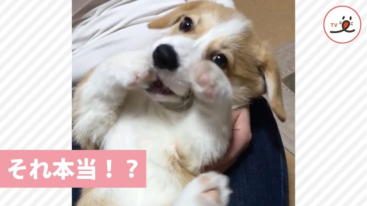 ギャップにビックリ！？ くつろぎ子コーギーに遊ぼうと伝えたら…😳【PECO TV】