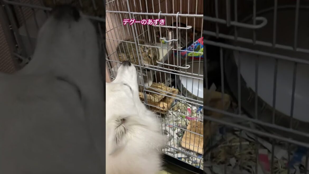 仲良しなのだ💕　#日本スピッツ  #犬のいる暮らし #日本犬