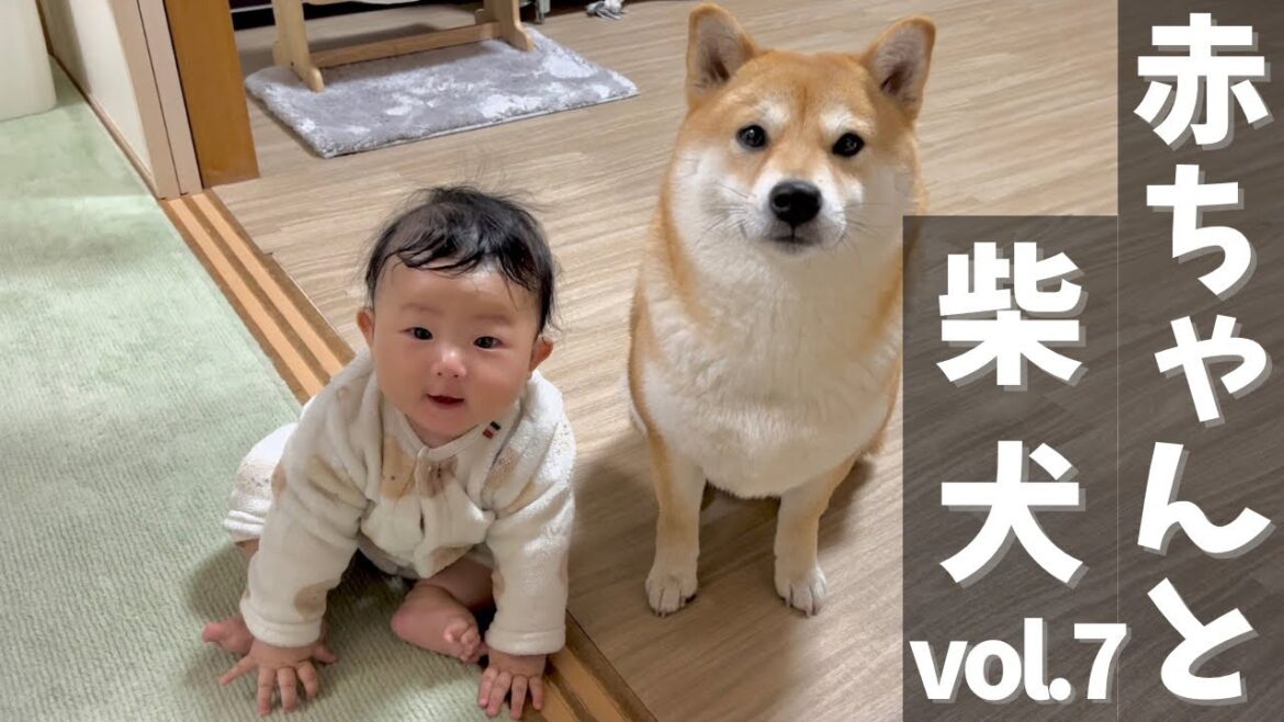 柴犬に触りたいあまり寝返りができてしまう生後５ヶ月の赤ちゃん