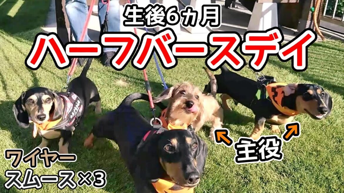 生後6ヵ月のハーフバースデイを同じ誕生日の子とお祝いした【ミニチュアダックスフンド】スムースダックス✕3＆ワイヤーダックス