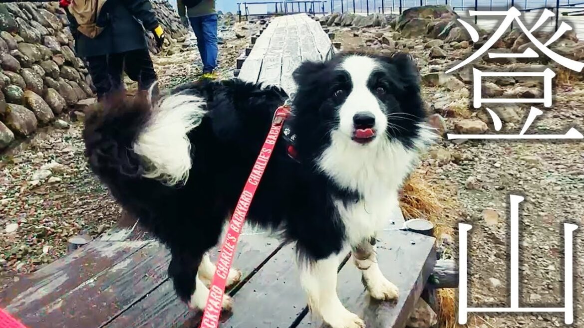 飼い主が来てるか何度も確認してくれる犬が愛おしすぎる…【ボーダーコリー】 飼い主が来てるか何度も確認してくれる犬が愛おしすぎる…【ボーダーコリー】