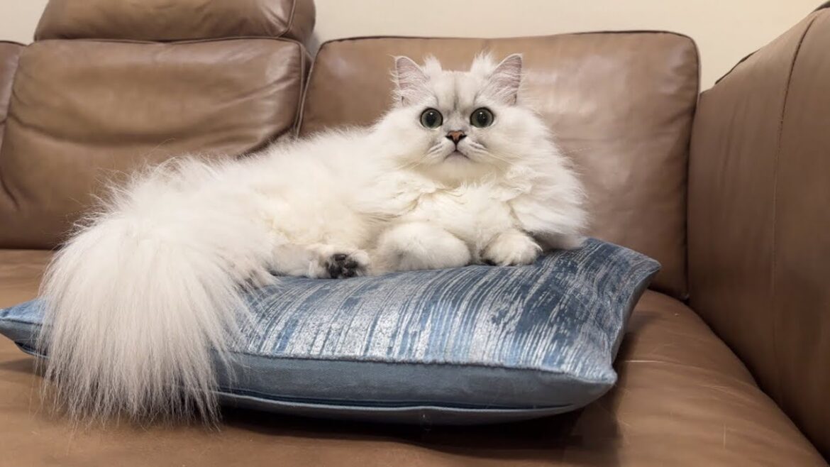 飼い主のクッションを占領するお猫さまが可愛い 飼い主のクッションを占領するお猫さまが可愛い