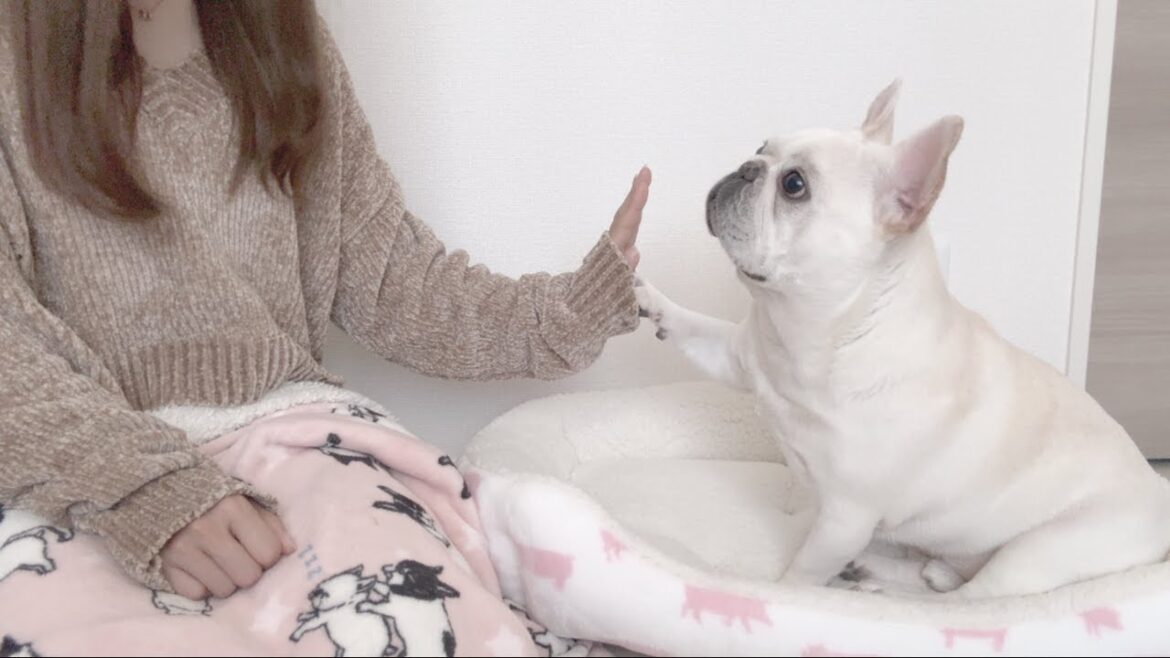 愛犬ポルコの愛用品を買い出しに行ってきた【購入品紹介】【フレンチブルドッグ frenchbulldog】