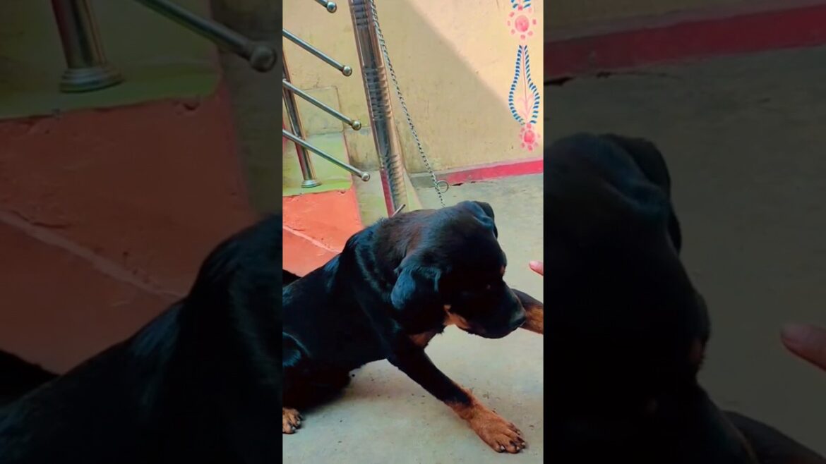 puppy prank with Tyson 😂#youtubeshorts #shortsvideo #rottweiler #funny #prank #shortfeed