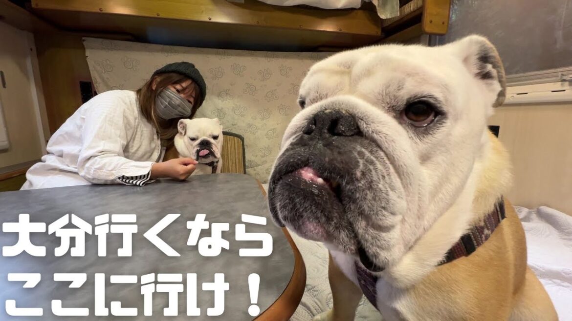 愛犬との大分周遊車中泊旅☆行ってよかった場所大公開ライブ！