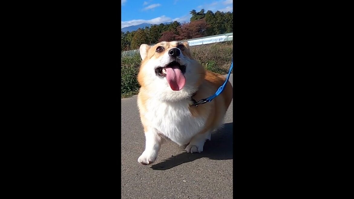 ときどき見上げてくるコーギー / Corgi sometimes looks up #コーギー #corgi #サクラ